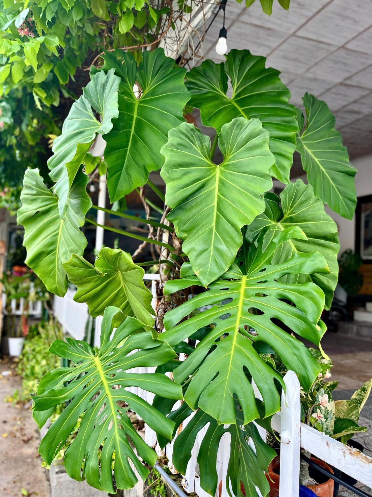 N'T Homestay Mũi Né Buitenkant foto